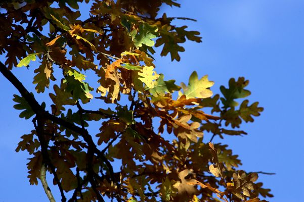 Autumn Oak Leaves at Whitecroft
Anahtar kelimeler: autumn oak tree leaves Whitecroft
