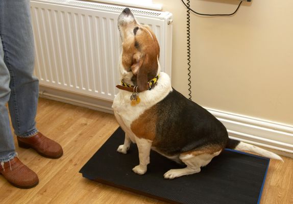 OK, I'm sitting still so you can get my weight.  Now give me that treat!
Mots-clés: Hattie It's Me or the Dog Beagle