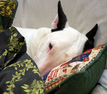 Kiko Hunkering Down For The Evening
Ключевые слова: Kiko English Bull Terrier couch cushion hunker rest sleep pillow