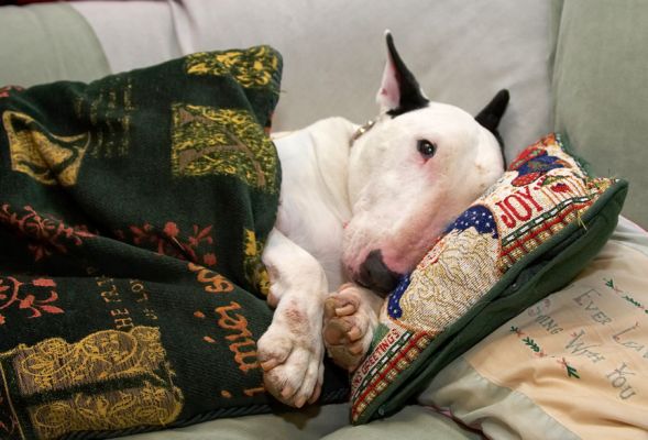 Spoiled Kiko
Kiko managed to get himself under the pillows, and then relaxing with his head on a cushion.  A fluke?  Nope.  He does this every evening.  He likes to sleep with his head on a pillow.  Is he a dog, or a kid in a dog suit?
Ključne besede: Kiko couch English Bull Terrier cushion relax sleep