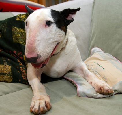 Kiko Relaxing On The Couch
This couch is viewed, by Kiko and Tapa, as prime real estate.  The couch is definitely Fifth Avenue at 59th Street in the mind of the Bull Terrier.
Ključne besede: Kiko bull terrier couch settee