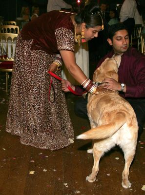 Zac Giving Raj A Big Kiss
Wedding reception, Bristol, August 27 2005
Palabras clave: Zac Raj golden retriever wedding reception Lucies Farm dog hotel dog boarding