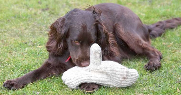 Poppy Nosing Marjorie's Thumb
Ключевые слова: Poppy mitten thumb Cocker Spaniel dog