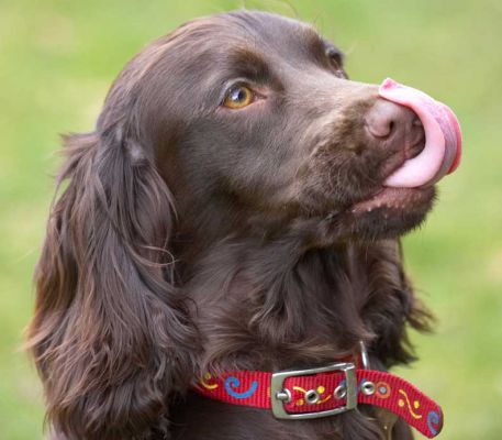Poppy Waiting for a Cookie
I am always surprised at how long dog's tongues really are.  She can almost touch the top of her head...
Ключевые слова: Poppy tongue Cocker Spaniel red dog