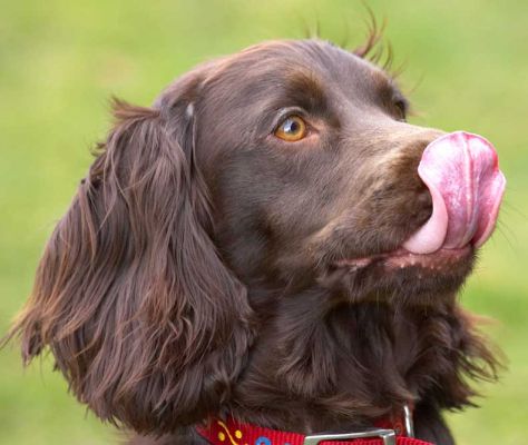 Poppy With Her Long Tongue
Poppy is a Cocker Spaniel.  Here she's licking her chops as she waits for a cookie.
Keywords: Poppy Cocker Spaniel tongue lick chops
