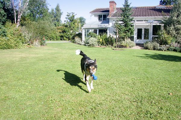 Bart Playing Catch
Keywords: Bart catch Whitecroft dog Lucies Farm dog kennel dog boarding dog resort Ritz Canine