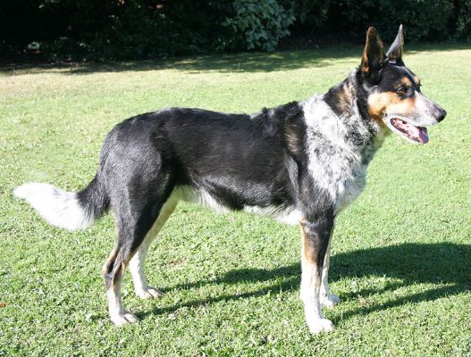 Bart
Keywords: Bart Lucies Farm dog boarding dog kennel dog hotel