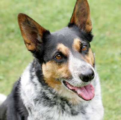 Bart
Klíčová slova: Bart Lucies Farm dog hotel dog resort dog kennel