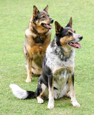 Sophie and Bart
Palabras clave: Sophie Bart Lucies Farm dog resort dog kennel dog hotel