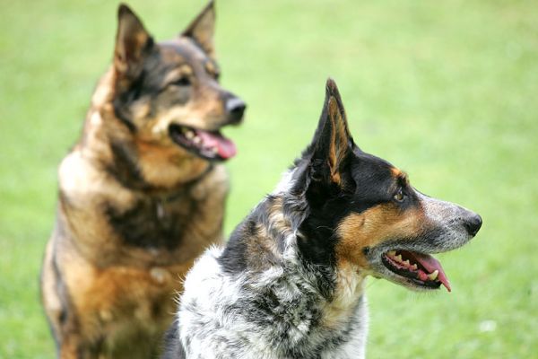 Sophie and Bart
Mots-clés: Sophie Bart Lucies Farm dog resort dog kennel dog boarding dog hotel
