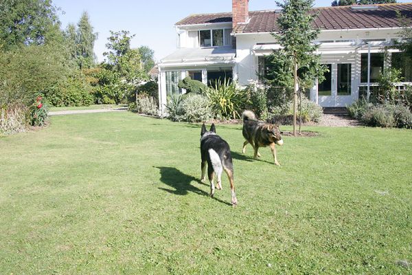 Bart and Sophie
Playing catch -- like two ships passing in the night.
Anahtar kelimeler: Bart Sophie Whitecroft lawn Lucies Farm dog hotel dog boarding dog kennel