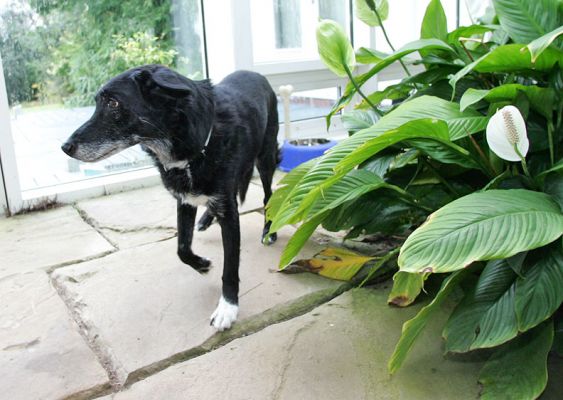 Rex
Rex was a very elusive photographic model.  He liked to roam the edges of the garden, and any effort to put a camera lens anywhere near him was met with failure.  We only managed to get four photographs of Rex, and in three of the four he turned his face away at the last second.
Schlüsselwörter: Rex Lucies Farm dog resort dog hotel