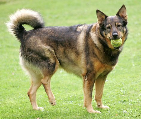 Sophie With Tennis Ball
Schlüsselwörter: Sophie tennis ball Lucies Farm dog hotel dog boarding dog kennel