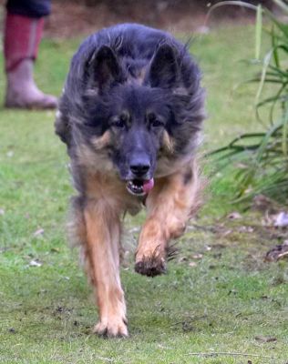 Trunks Playing Catch
Schlüsselwörter: Trunks German Shepherd dog catch