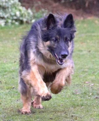 Trunks
Ключевые слова: Trunks German Shepherd catch run