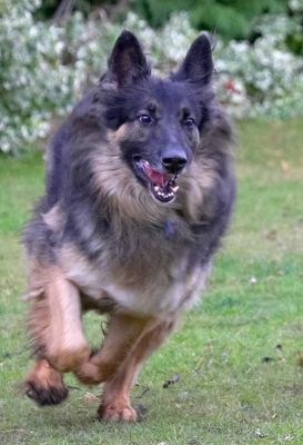 Here Comes Trunks
Playing catch in the front garden.
Palabras clave: Trunks German Shepherd catch running fetch