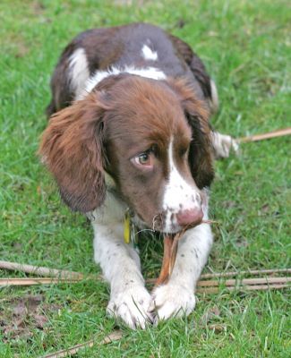 Rio taking time out
Rio is a 5 month old Springer Spaniel who just loved running around playing with all the autumnal fall but being a puppy he needed to take a rest now and then.
Keywords: Springer Spanel liver white puppy autumn Rio