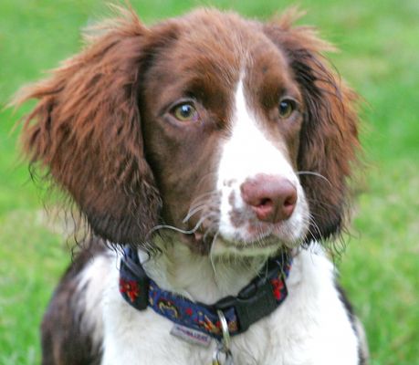 Rio taking in his surroundings
Anahtar kelimeler: Rio Springer Spaniel autumn puppy