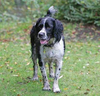 Jake looking pensive
Keywords: Jake Springer Spaniel black white autumn