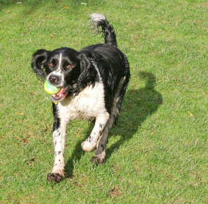 Jake with ball
A wet November day and then the sun came out which let us take this picture of Jake running with his ball.
Λέξεις-κλειδιά: Jake black white Springer Spaniel ball autumn