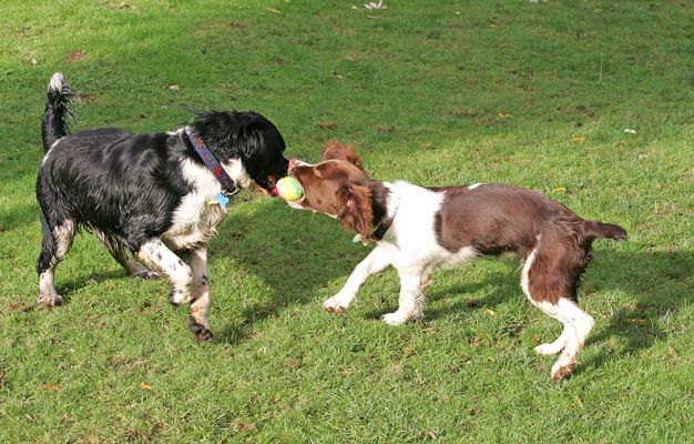 Jake & Rio tussling with the ball
Avainsanat: Jake Rio Springer Spaniel ball black white liver puppy