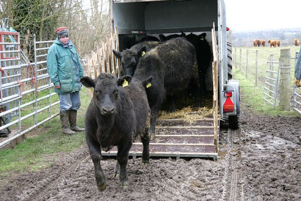 Aberdeen Angus Steers Arriving - Mar 3 2005
With the increased demand for Scottish | Kobe beef, we have purchased six new purebred Aberdeen Angus steers to add to our own existing herd.  The steers were raised by David Coward in Mere, Wiltshire -- here's a photograph of their arrival.  Their first taste of beer, and their first massage, awaits.
Anahtar kelimeler: Aberdeen Angus, steer, Kobe beef, massage, grain-fed, David Coward, Mere, Wiltshire