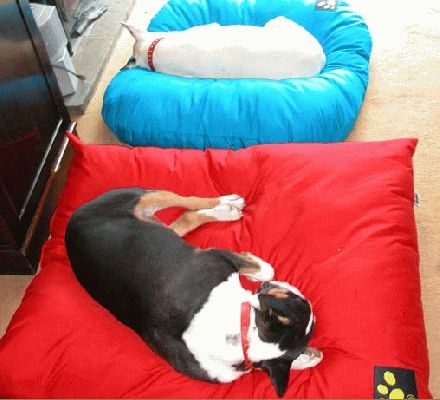 Bull Terriers and Cushions
Palabras Clave: bull terriers, Kiko, Tapa, Cozies, cushions, dogs