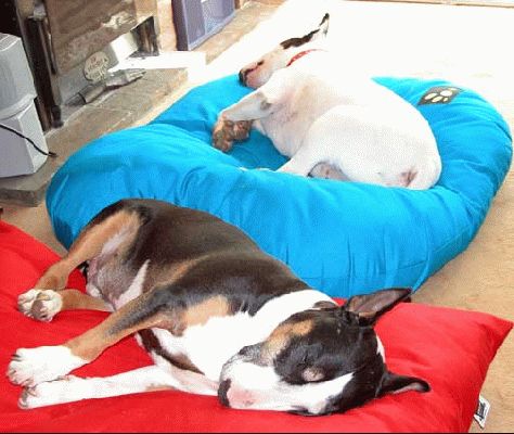 Bull Terriers with two Cushions
We only bought one of these Cozies cushions at Crufts because we wanted to be sure the BT's didn't devour it.  They didn't, at least not yet, so we ordered a second.  Didn't take them long to get comfortable.
Ključne besede: bull terriers, cushions, Cozies, dogs