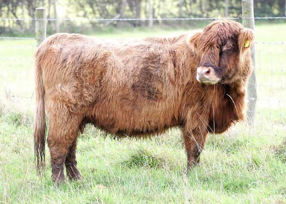 Alice -- UK302940400047
Alice 1st of Clova - Born 19 Mar 1988.  She's moving to Wales in a few weeks --- in the meantime, we took her down to Birchfields 2 this morning (23 Oct 05) to have a brief affair with Lord Rannoch of Lucies.
Schlüsselwörter: Alice 1st of Clova UK302940400047 Highland cow Highland cattle Lucies Farm