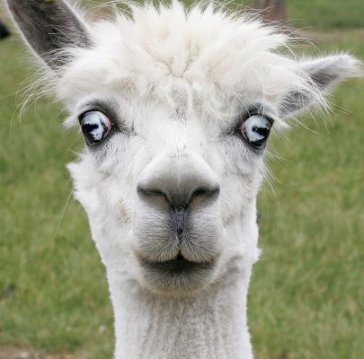 Papeete the Alpaca
I get the names of our three alpacas confused.  This may, in fact, be Brad.  The alpacas are tremendously curious, and he was quite amused by the flash on my camera.
Λέξεις-κλειδιά: alpaca Papeete Brad flash camera Lucies Farm nose blue eyes