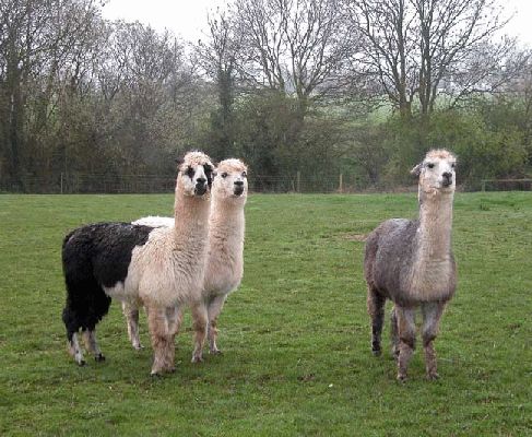 Three Old Gentleman
These three old gentlemen --- Batman, Brad, and McVit --- are all that's left from our small herd of alpacas.  We decided, after our visit to Peru, that nobody in their right mind would pay �4,000 or more for an animal that has one cria a year (if you're lucky) and can produce enough fibre for a �45 sweater each season.  But they sure are cute.
Słowa kluczowe: alpacas, Peru, Batman, Whitecroft