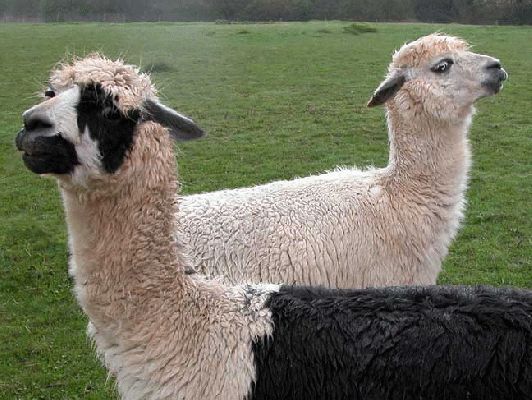 Alpacas - Easter Week-end
Two of our elderly Alpaca gentlemen showing off on Easter Week-end, 2004
Ключові слова: alpacas, Easter, Whitecroft