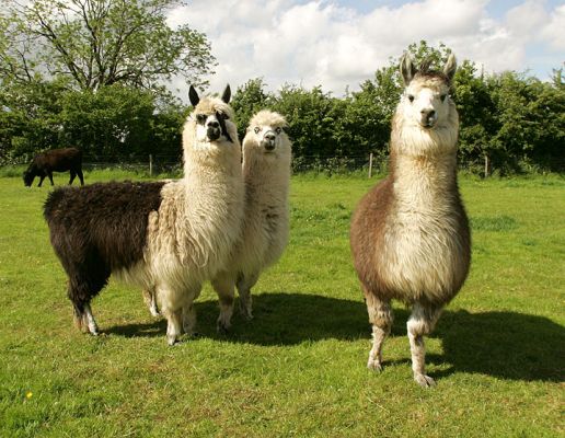 The Three Alpacas
Our three alpacas are getting on in years --- they are circa 13 or 14 years old.  These three gentlemen were born at Lucies Farm.  They remind me of three old bachelors, playing cards and smoking cigars.
Anahtar kelimeler: alpacas Lucies Farm