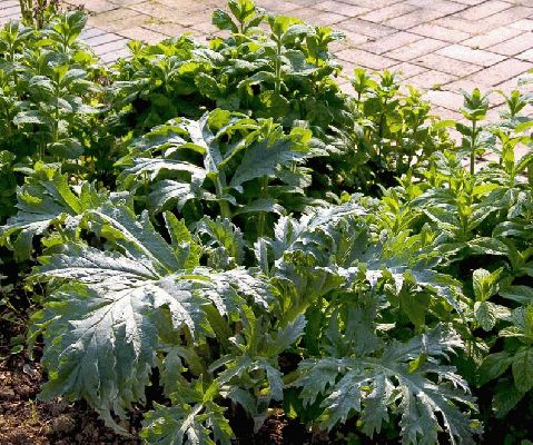 Artichoke and Mint
We got lost one day going to Coventry (or somepleace awful) and we found the National Herb Centre.  They had the most wonderful, big, silver-green plants that turned out to be artichoke plants.  Ours didn't grow anywhere as large, yet.  But fresh artichokes from the garden are great.  We've surrounded the little artichoke plant with mint.  Whitecroft, on a warm Spring day in April, 2004.
Λέξεις-κλειδιά: artichoke, mint, Whitecroft, garden, spring