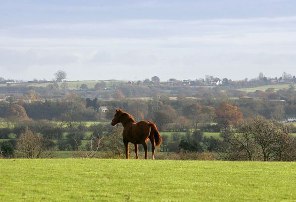 Ash
A gorgeous Sunday morning, 4 December 2005.  Overlooking the valley of of the Severn and Teme Rivers, with Worcester in the distance.
Schlüsselwörter: Ash horse Severn River Teme River Worcester Lucies Farm