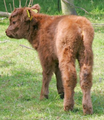 Highland Calf - Two Days Old
A young heifer Highland calf at Birchfields, June 11 2005
Słowa kluczowe: Highland cattle heifer calf Lucies Farm Birchfields