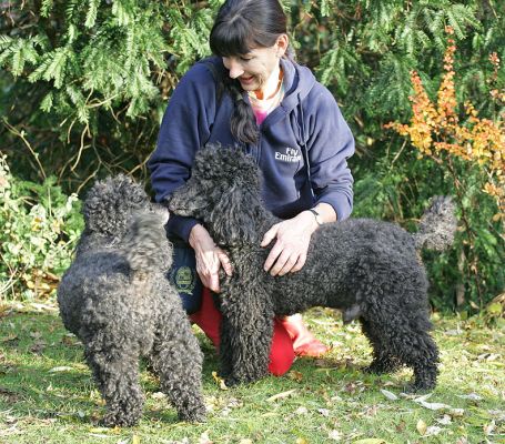 Bali & India checking in
It is really hard for one person to play with and take photos of Bali and India as they like to keep real close as you can see from this picture!
Palabras clave: Bali India Miniature Poodle black