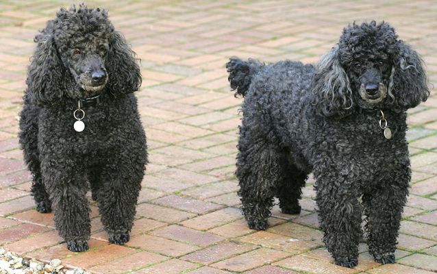 India and Bali
Słowa kluczowe: India Bali French Poodles Lucies Farm dog boarding dog kennel