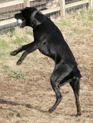 ball1.jpg