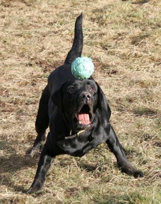 ball8.jpg