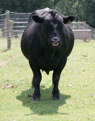Aberdeen Angus Bull -- "Ballet"
Quite an experience having a huge black bull stare at you.  But he's just a pussycat, I hope.
Anahtar kelimeler: Aberdeen Angus bull Ballet Lucies Farm