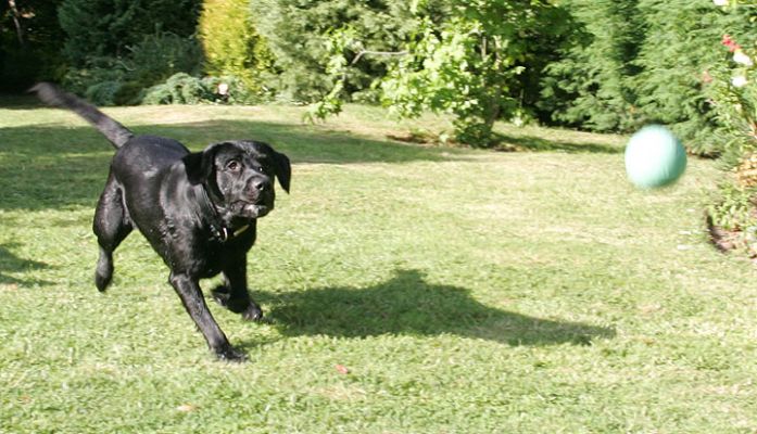 Playing Ball
Trefwoorden: ball playing Labrador dog hotel catch fetch dog boarding dog kennel Lucies Farm