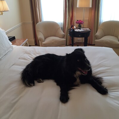 Barney at the Carlyle
The Carlyle, New York, 1 April 2015. From a beach in Ireland to Frette linen in the Carlyle.
Keywords: barney;border collie;new york;carlyle;hotel