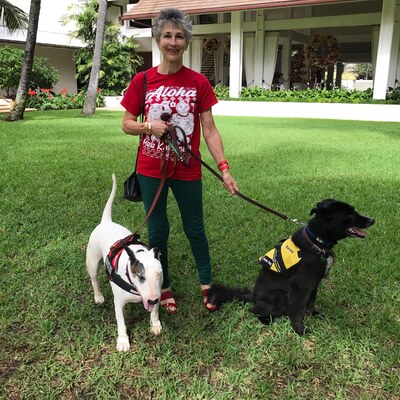 Barney and Mana, Christmas Eve
Honolulu, 24 December 2016.
Keywords: barney;mana;border collie;bull terrier;honolulu;christmas
