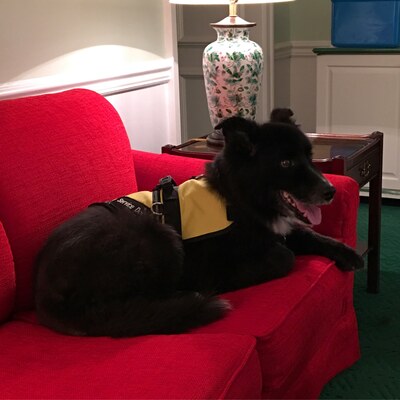 Barney at the Greenbrier
The Greenbrier, White Sulphur Springs, West Virginia, 6 September 2016.
Keywords: barney;border collie;greenbrier;west virginia;service dog
