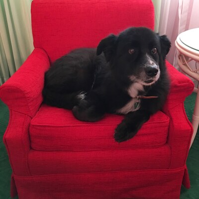 Barney in the red chair, the Greenbrier
The Greenbrier, White Sulphur Springs, West Virginia, 9 September 2016.
Keywords: barney;border collie;greenbrier;west virginia