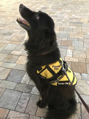 Barney in Honolulu
Honolulu, 5 December 2016. Please Do Not Pet.
Keywords: barney;border collie;honolulu;hawaii;service dog