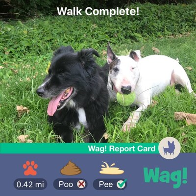 Walk complete
Barney and Mana. Undated.
Keywords: barney;mana;border collie;bull terrier
