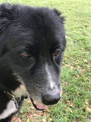 Barney
West Oahu, 28 April 2017.
Keywords: barney;border collie;oahu;hawaii