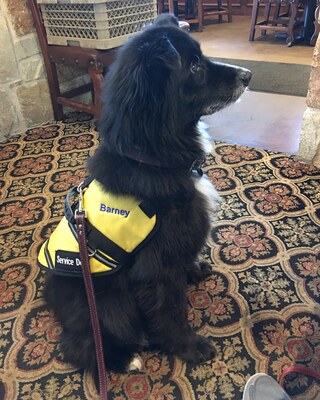 Barney on duty, Texas
Abilene, Texas, 24 October 2016, in his service dog harness.
Keywords: barney;border collie;texas;service dog;diabetes alert dog